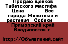 Продаю щенков Тибетского мастифа › Цена ­ 45 000 - Все города Животные и растения » Собаки   . Приморский край,Владивосток г.